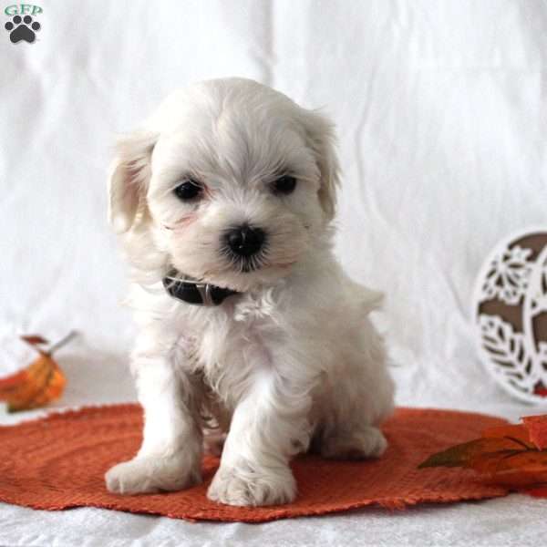 Roman, Maltese Puppy